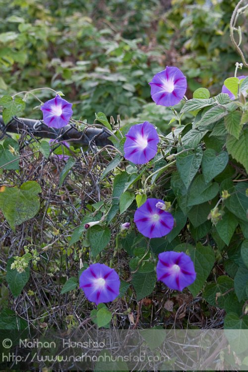 Purple flowers next door.